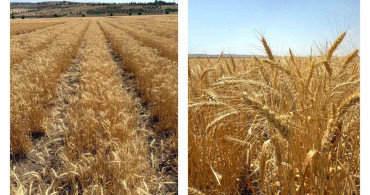 ETİ'nin Kurak İklim Koşullarına Dayanıklı Kanatlı Buğdayı