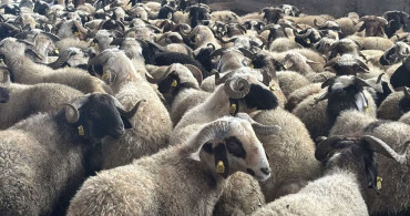 Eyyübiye Belediyesi'nden Ramazan Yardımları