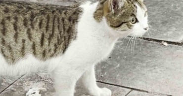 Fareden Oscarlık Performans: Ölü Taklidi ile Kediden Kurtuluş