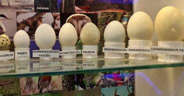 Fatih Ortaokulu'nda Doğa Müzesi ile Eğitimde Yenilik