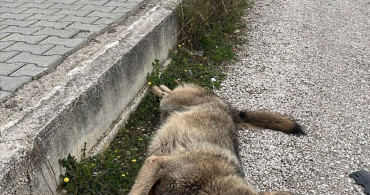 Fethiye'de Ölü Bulunan Kurtun Genetik Analizi Yapılacak