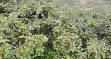 Fındık bahçelerinde ot temizliği maliyetleri artırıyor