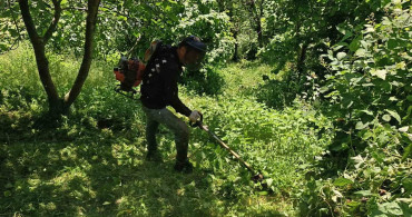 Fındık Hasat Sezonu Öncesi Temizlik Çalışmaları Başladı