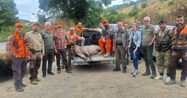 Fındık sezonu öncesi yaban domuzlarına karşı avcıların müdahalesi
