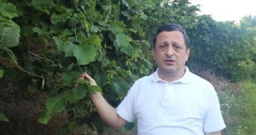 Fındıkta rekolte beklentisi olumlu, kokarca riski devam ediyor