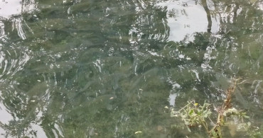 Fırat Nehri'nde Balıkların Kıyıya Akın Etmesi