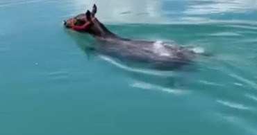 Fırat Nehri'nde Başka bir Görüntü: Yüzen At