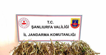 Fıstık Dalları Hırsızlığı Şanlıurfa'da Yaşandı