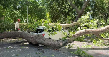 Florya'da asırlık çınar ağacı park halindeki araca devrildi
