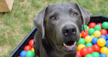 Fransa'nın Feuquieres Kasabasında Köpeklerin Havlaması Yasaklandı