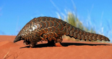 Gabon'da Pangolin ve Yarasanın Tüketim ve Satışları Yasaklandı