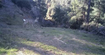 Ganos Dağı'ndaki Karacalar Kameraya yakalandı