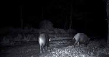 Ganos Dağları'nda Domuz Sürüsü Görüntülendi
