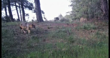 Ganos Dağları'nda yaban hayatı fotokapanlarla görüntülendi