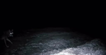 Ganos Dağları'nda Yaban Hayatı Fotokapanlarla İzleniyor