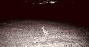 Ganos Dağları'nda Yaban Hayatı Zenginliği