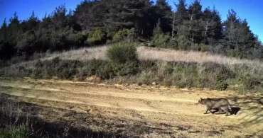 Ganos Dağları'nda Yaban Kedisi Görüntüleri