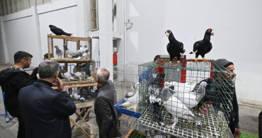 Gaziantep'te 29. Türkiye Filo Güvercin Güzellik Yarışması Düzenlendi
