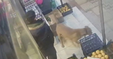 Gaziantep'te Çöpten Karton Toplayan Kadına Pitbull Saldırdı!