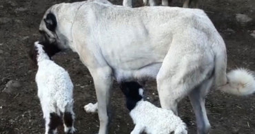 Gaziantep'te Kangal ve Kuzudan Duygulandıran Görüntü