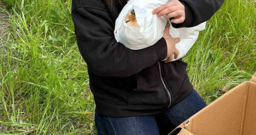Gaziosmanpaşa'da Petshopda İhmal İddiası: Köpeği Öldü