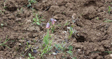 Gediz MYO'da Ters Lale Keşfi: Doğa Harikası Kampüsü Şenlendiriyor