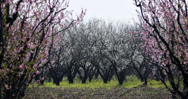 Gediz Ovası'nda Meyve Ağaçları Çiçek Açtı