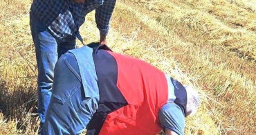 Gediz'de biçerdöverle hasat kontrolü yapıldı