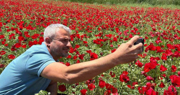 Gelinciklerle Büyüleyen Nohut Tarlası