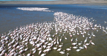 Gelingüllü Barajı'ndaki Flamingoları Jandarma Koruyor