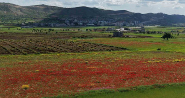 Gercüş Ovası Gelinciklerle Kırmızıya Büründü