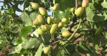 Gercüş’te fıstık aşılaması başladı