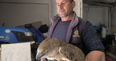 Gercüş'te Yaralı Kızıl Şahin Kurtarıldı