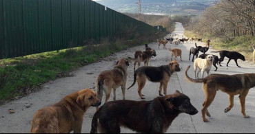 Gerekli önlemler ne zaman alınacak? Başıboş köpekler bu sefer genç kızın canını alıyordu!