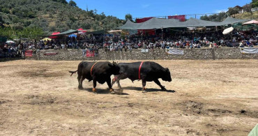 Germencik'te 28. Geleneksel Çamköy Boğa Güreşi Festivali