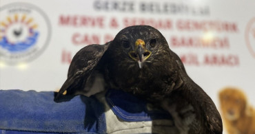 Gerze'de Yaralı Kızıl Şahin Tedavi Ediliyor