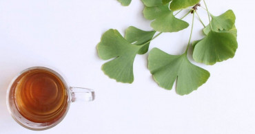 Ginkgo biloba nedir, ne işe yarar? 270 milyon yıllık geçmişe sahip olan ginkgo biloba şifa saçıyor