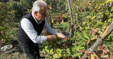 Giresun'da Ahududu ve Böğürtlen Projesi Ek Gelir Sağlıyor