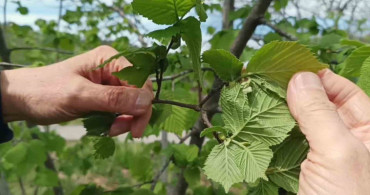 Giresun'da Fındık Üretiminde Don Riski Düşük, Kokarca Zararlısı Tehdit Oluşturuyor