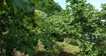 Giresun'da kahverengi kokarcaya karşı samuray arıları doğaya salındı