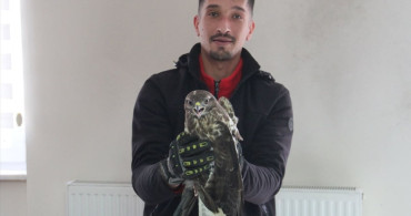 Giresun'da Yaralı Kızıl Şahin Tedavi Altına Alındı