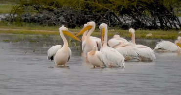 Göç Eden Pelikanlar Boğazköy Barajı'nda Dinlendi
