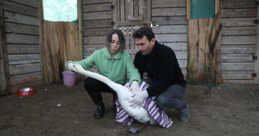 Göç Yolu Yorgunu Kuğu Kızılırmak Deltası'nda Tedavi Edildi