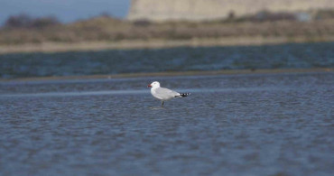 Gökçeada’da En Büyük Ada Martısı Kolonisi Keşfedildi
