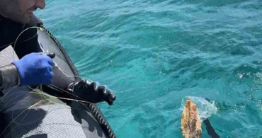 Gökova Körfezi'nde kaplumbağa kurtarma operasyonu