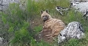 Gölbaşı'nda Nadir Görülen Çizgili Sırtlan