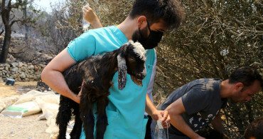 Gönüllü Veterinerler Yangından Etkilenen Hayvanlar İçin Seferber Oldu