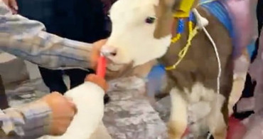 Gördes'te geleneksel düğün hediyesi: Dişi buzağı