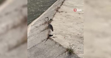 Gri balıkçıl ile martı aynı karede av bekledi
