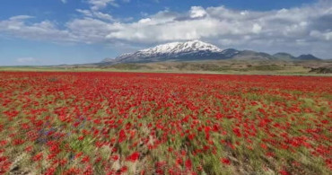 Gülistan Ovası gelinciklerle kırmızıya büründü